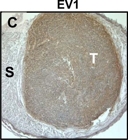 Detection of Mouse uPAR by Immunohistochemistry