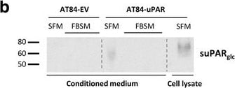 Detection of Mouse uPAR by Western Blot