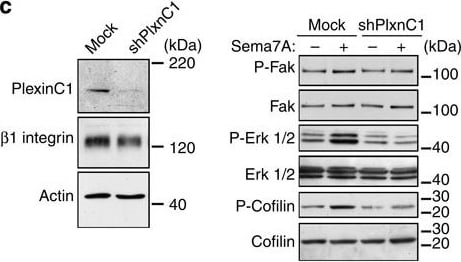 Detection of Mouse Plexin C1 by Knockdown Validated