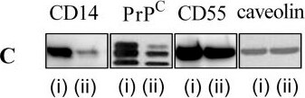 Detection of Mouse CD55/DAF by Western Blot