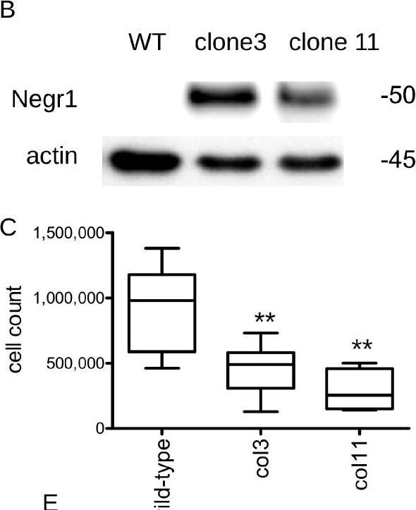 Detection of Kilon/NEGR1 by Western Blot