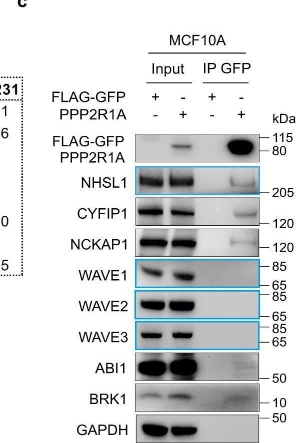 Detection of Human WASF3/WAVE3 by Western Blot