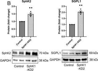 Detection of SGPL1 by Western Blot