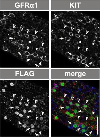Detection of Mouse GFR alpha-1/GDNF R alpha-1 by Immunocytochemistry/ Immunofluorescence