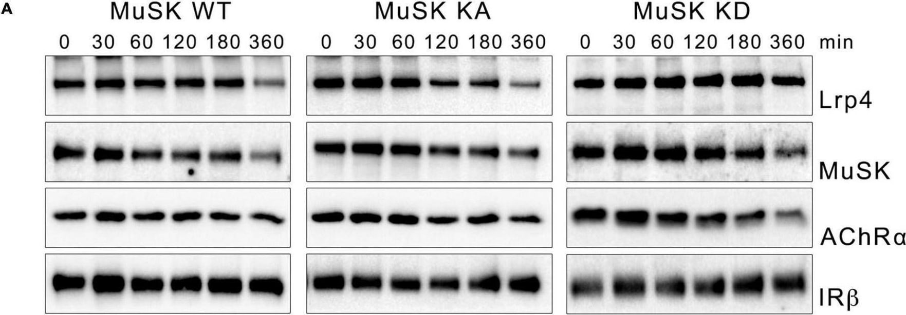 Detection of MuSK by Western Blot