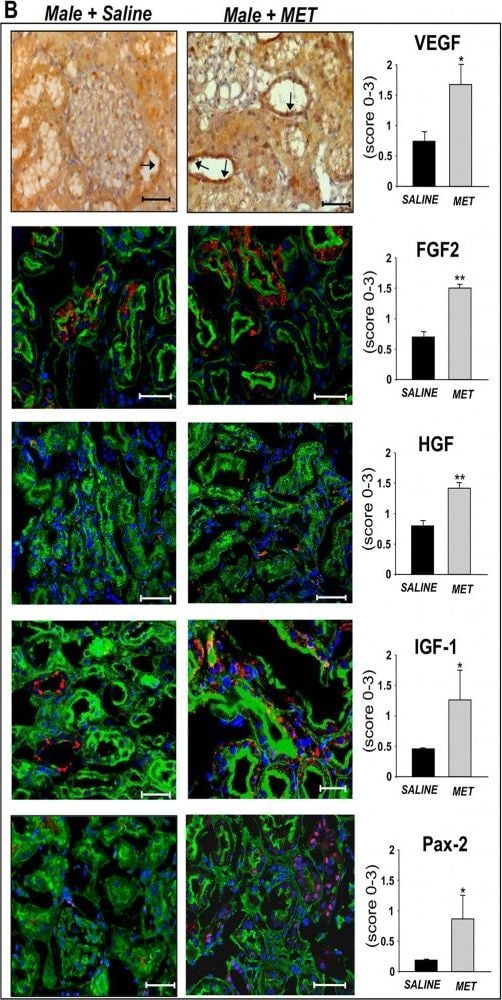 Detection of Porcine VEGF by Immunohistochemistry
