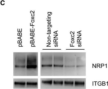 Detection of Mouse Neuropilin-1 by Western Blot