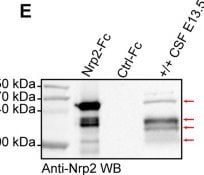 Detection of Neuropilin-2 by Western Blot