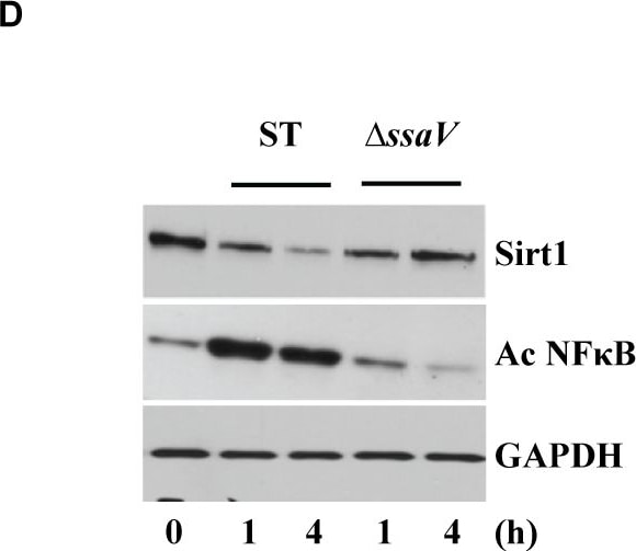 Detection of Mouse Human/Mouse/Rat GAPDH Antibody by Western Blot