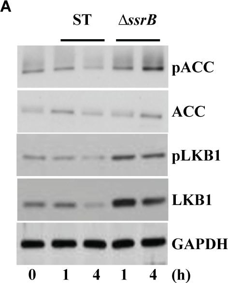 Detection of Mouse Human/Mouse/Rat GAPDH Antibody by Western Blot