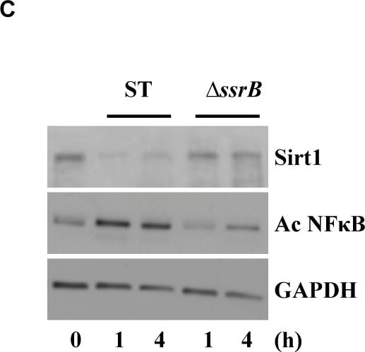 Detection of Mouse Human/Mouse/Rat GAPDH Antibody by Western Blot