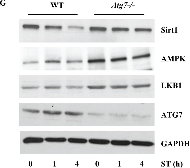 Detection of Mouse Human/Mouse/Rat GAPDH Antibody by Western Blot