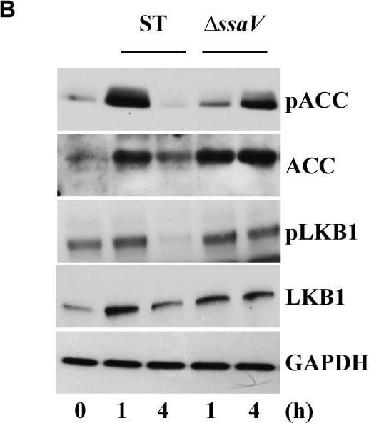 Detection of Mouse Human/Mouse/Rat GAPDH Antibody by Western Blot