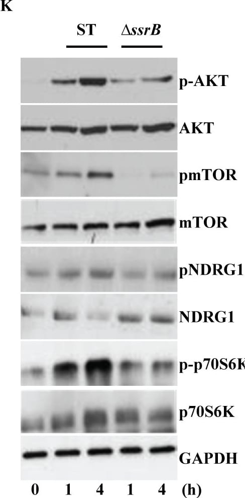 Detection of Mouse Human/Mouse/Rat GAPDH Antibody by Western Blot