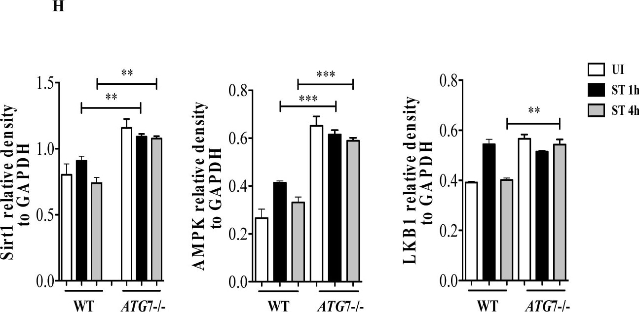 Detection of Mouse Human/Mouse/Rat GAPDH Antibody by Western Blot