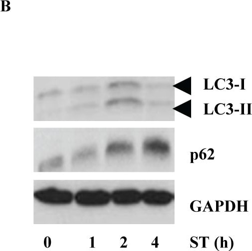 Detection of Mouse Human/Mouse/Rat GAPDH Antibody by Western Blot