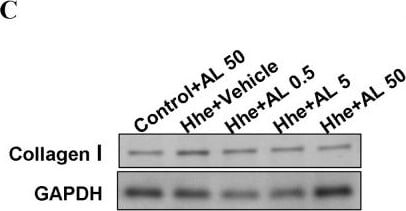 Detection of Mouse GAPDH by Western Blot
