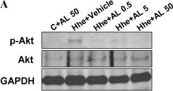 Detection of Mouse GAPDH by Western Blot