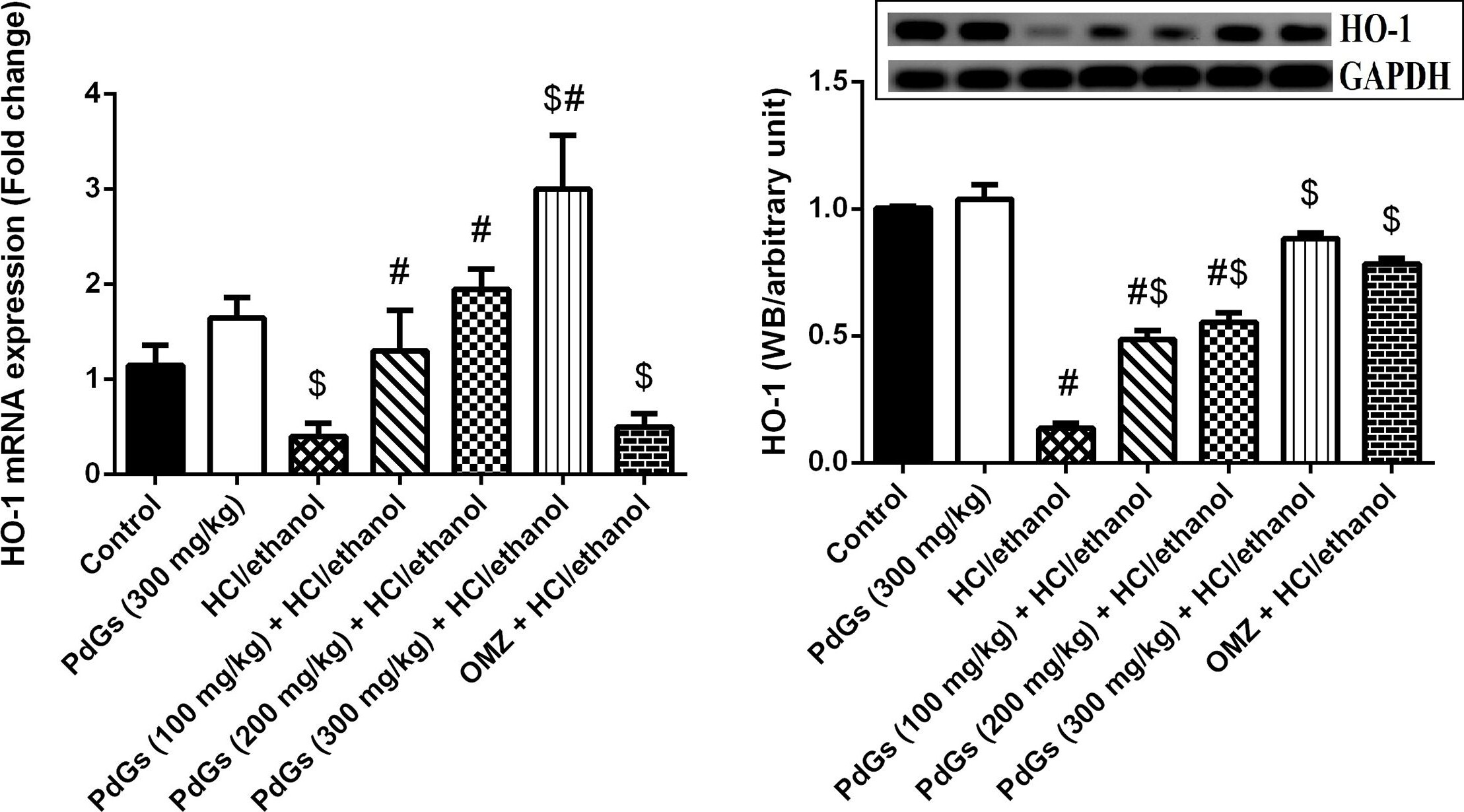 Detection of Rat GAPDH by Western Blot