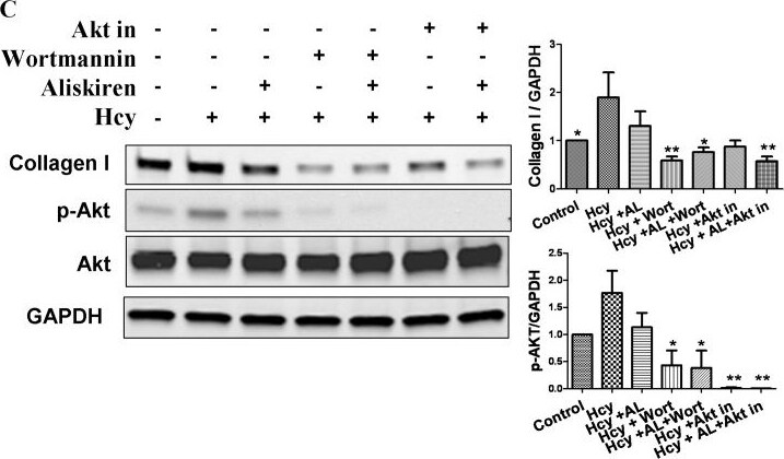 Detection of Mouse GAPDH by Western Blot