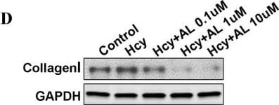 Detection of Rat GAPDH by Western Blot