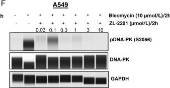 Detection of Human GAPDH by Simple Western