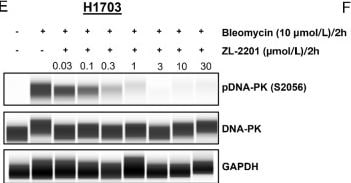 Detection of Human GAPDH by Simple Western