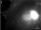 Detection of Human WT1 by Western Blot