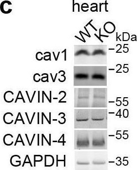 Detection of SDPR by Western Blot