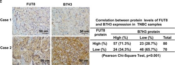 Detection of FUT8 by Immunohistochemistry