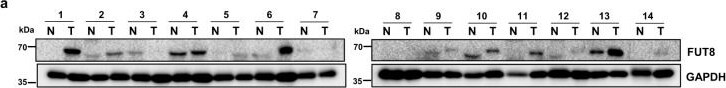 Detection of FUT8 by Western Blot