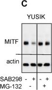 Detection of MITF by Western Blot