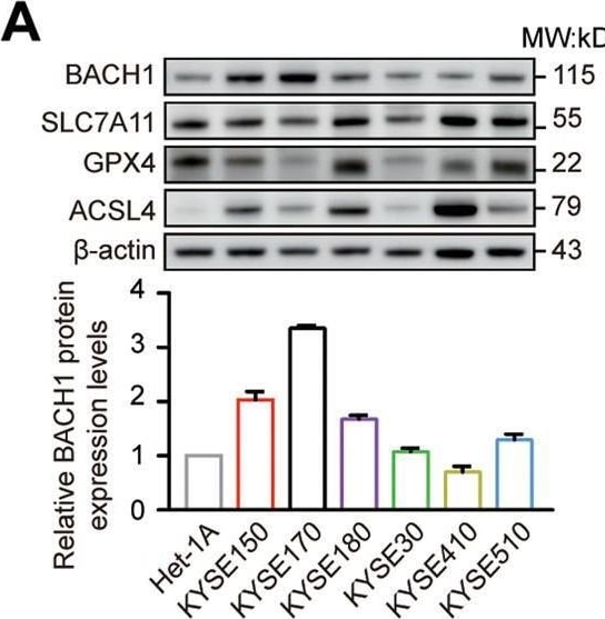 Detection of BACH1 by Western Blot
