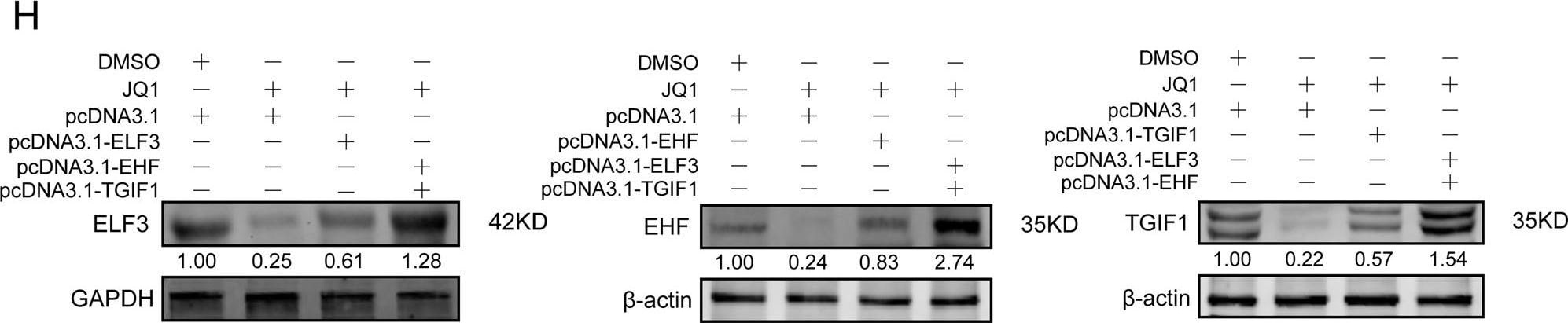 Detection of Human ELF3/ESE-1 by Western Blot