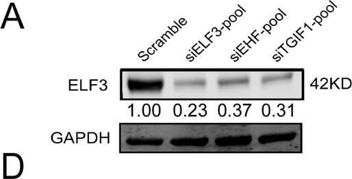 Detection of Human ELF3/ESE-1 by Western Blot