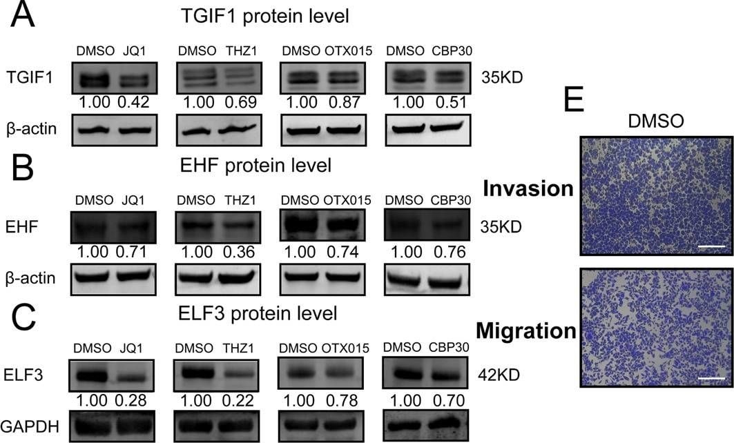 Detection of Human ELF3/ESE-1 by Western Blot