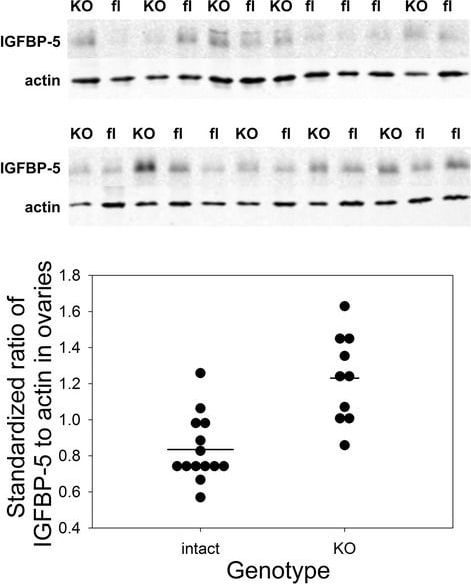 Detection of Mouse IGFBP-5 by Western Blot