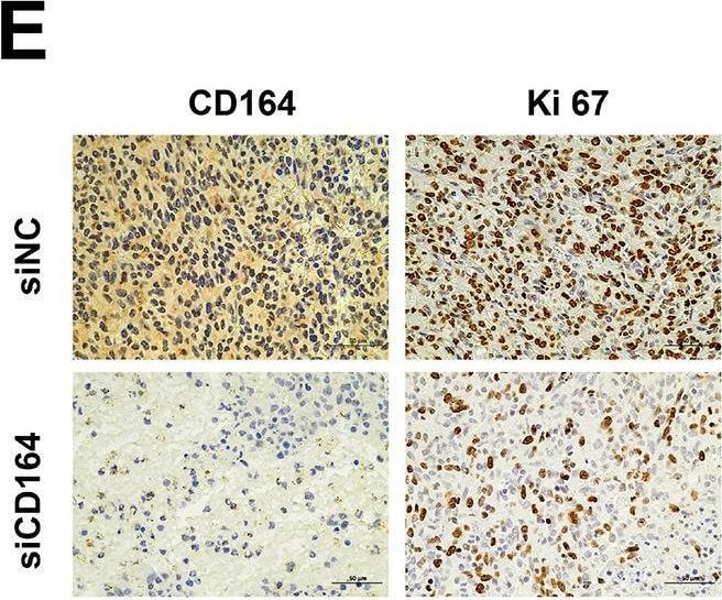 Detection of CD164 by Immunohistochemistry