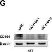 Detection of CD164 by Western Blot