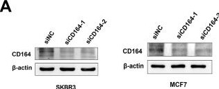 Detection of CD164 by Western Blot