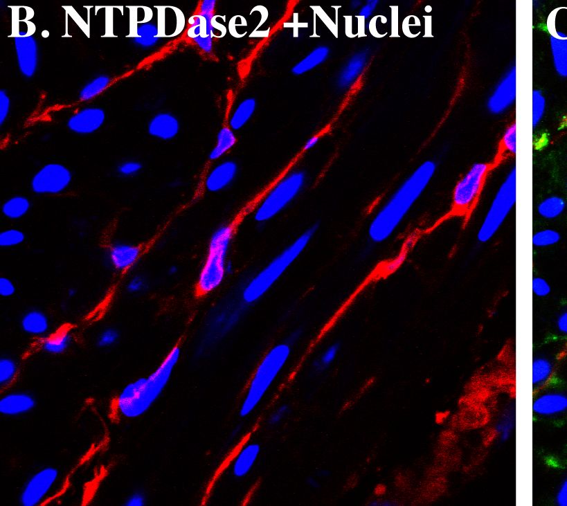 Detection of Mouse CD39L1/ENTPD2 by Immunocytochemistry/Immunofluorescence