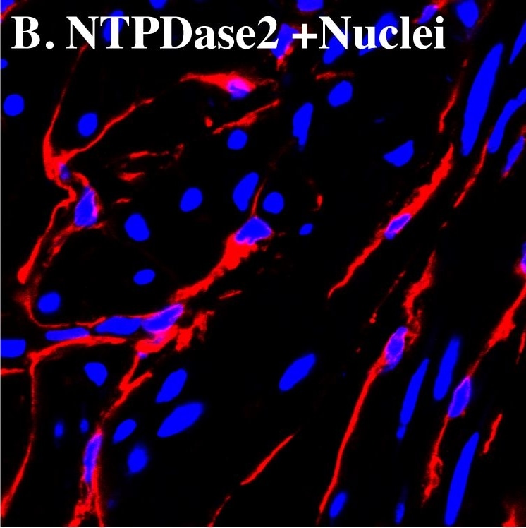 Detection of Mouse CD39L1/ENTPD2 by Immunocytochemistry/Immunofluorescence
