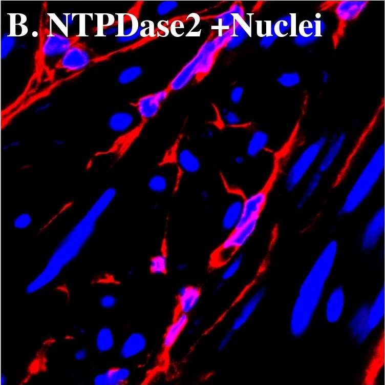 Detection of Mouse CD39L1/ENTPD2 by Immunocytochemistry/Immunofluorescence