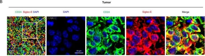 Detection of Siglec-E by Immunohistochemistry