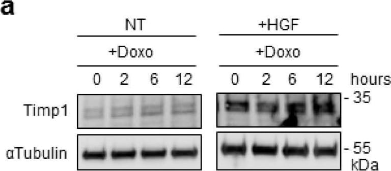 Detection of Rat TIMP-1 by Western Blot