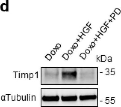 Detection of Rat TIMP-1 by Western Blot