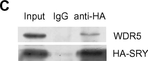 Detection of Human WDR5 by Western Blot