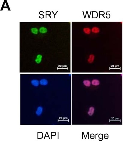 Detection of Human WDR5 by Immunocytochemistry/Immunofluorescence