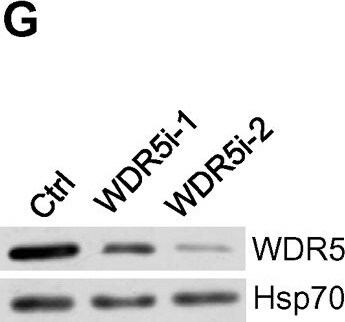 Detection of Human WDR5 by Western Blot
