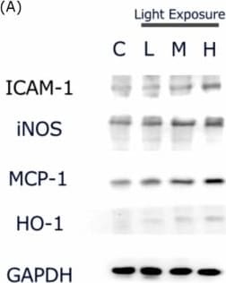 Detection of ICAM-1/CD54 by Western Blot